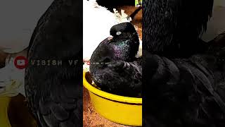 BLACK FANTAIL PIGEON ||PIGEON LOVE ||#Black_love||Black Pigeons#shorts||Full screen WhatsApp status