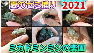 【ミカドミンミン】今年も大量捕獲！ 夏のセミ捕り2021