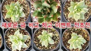 문의010-7459-9915  1주년 전초전 으로 가볍게 이벤트 하고 새로운 금 영상에 담아 보았습니다 たにくしょくぶつ succulent