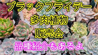 【多肉植物】【販売会】【ブラックフライデー】多肉植物販売します。品種紹介見るだけでも楽しめます。