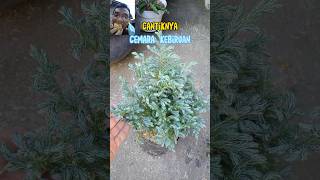 CANTIKNYA CEMARA BIRU#cemarabiru#plants#nature#short#shorts