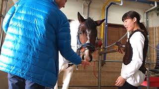 와합의 상주국제승마장 Wahab's SangJu International Horse Riding Course in Korea