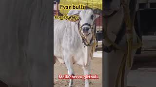 #youtubeshorts #trendingshorts #bull