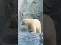 ユキママも気になる？男鹿水族館gaoのホッキョクグマの赤ちゃん·ᴥ·フブキのぽんぽこお腹♡　 shorts