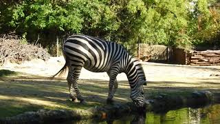 ダチョウと水を飲むグラントシマウマ　Ostrich、Zebra　2017 1013