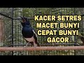 KICAUAN PEMIKAT KACER MACET MALAS BUNYI PASTI CEPAT GACOR NGOTOT