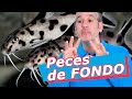 TOP Peces de fondo para ACUARIO 🧼