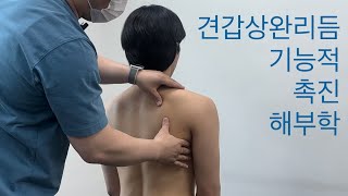 기능적 촉진 해부학_실습_2강: 견갑상완리듬