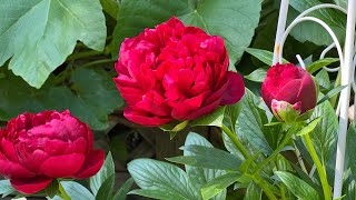 【赏花】peony henry bockstoce/正红色芍药开花/芍藥