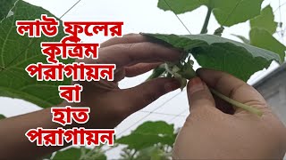 লাউ ফুলের কৃত্রিম পরাগায়ন / হাত পরাগায়ন | Artificial Pollination/Hand Pollination Of Gourd Flowers