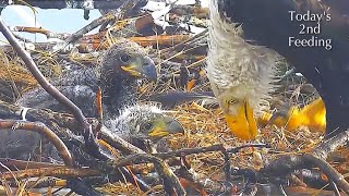 #229🦅Captiva Eagle Nest／Clive💗Connie／Window To Wildlife／Captiva Eagle Cam | 4K PTZ | Connie \u0026 Clive