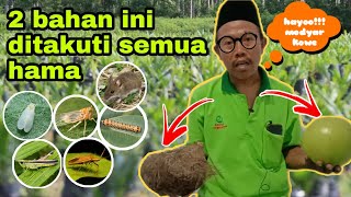 RAMUAN PESTISIDA NABATI AMPUH‼️HANYA DENGAN DUA BAHAN SAJA HAMA MODYAR‼️