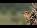 hoopoe bird mother bird feeding their hungry babies..part 2 birds feeding babies