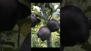 കറുത്ത നിറത്തിലുള്ള ആപ്പിൾ 😱 | Black Diamond Apple #amazingfactsmalayalam #apple #fruits #nature