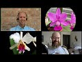 How  to have Cattleya species blooming all year round • Discussion with Stephen Van Kampen-Lewis