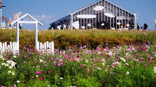 2024 横須賀　長井海の手公園　ソレイユの丘　秋晴れの賑わい !!