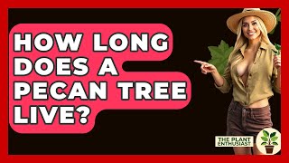 How Long Does A Pecan Tree Live? - The Plant Enthusiast