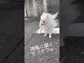 強風に靡く美しいポメラニアンがこちらです。w shorts cute pomeranian fluttering in strong winds 【ポメラニアン】