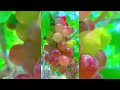 10 world s best grapes essential varieties to taste