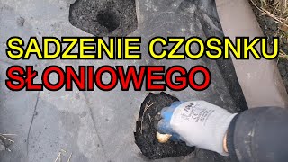 Sadzenie Czosnku SŁONIOWEGO | Czosnek Słoniowy uprawa na działce