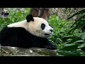 20170212 圓仔打哈欠伸懶腰大合集 the giant panda yuan zai