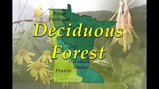Minnesota's Changing Climate - Deciduous Forest