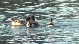 BIO 331: Mallard Mating Behavior