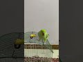 parrot 🦜#parrot  #shorts #ytshorts #foryou #birdslover #tiktok #viral #trend #talkingbird