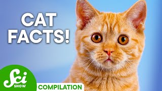 Why Do Cats Do That? Baffling Cat Questions Explained!