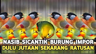 KIOS BURUNG GACORAN..! TERNYATA SEGACOR INI GAK PAKE JUTAAN  DI PASAR BURUNG PRAMUKA