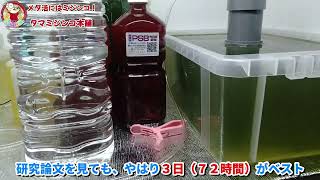 【タマミジンコ】やはり７２時間が一番おいしいところ？3日リセットがベストと思える