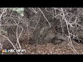 Development threatens California's oldest tree