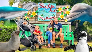 Sea Life Park Hawaii | Sharks, Dolphins, Fish Feeding and More | Things to do on Oahu, Hawaii