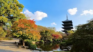 [京都お散歩] 2022年11月3日 木曜日　世界遺産「東寺」へ仕事終わりにお散歩 kyoto. 교토 산책.