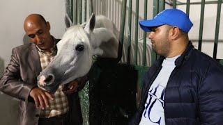 ضيعة  AGRI KAMILI فخر لكل المغاربة 🇲🇦  تضم أجود الأبقار 🐄 وأفخم الخيول العربية🐎والمزيد من المفاجأة