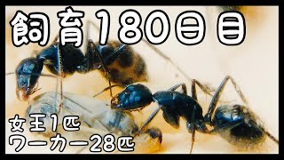 115【蟻の観察】ぷくぷく最後の日【飼育180日目】