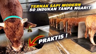 Praktis❗Pakai Silase Sorgum Breeding 50 Indukan Sapi Tanpa Ngarit