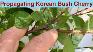 Propagating Korean Bush Cherry