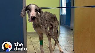 Starving Great Dane Puppy Doubles His Weight | The Dodo