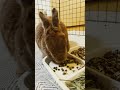 2024年5月7日の夜のうた　一生懸命ペレット食べてる　その3 ネザーランドドワーフ うさぎちゃん bunny