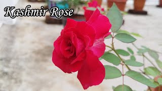 Kashmir Rose || Rose Plant || Beautiful Red Roses || Kashmir Rose Overview