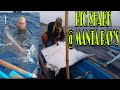 Big Shark and Manta ray released by John egor/fishing adventure overnight fishing