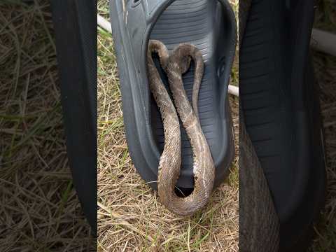 I Almost Stepped On A Snake! Змея! - YouTube