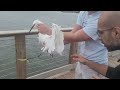 catching a bird while fishing florida 2024 video by aunali khaku