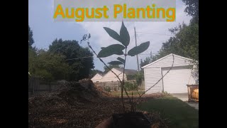 Late August Perennial Planting // Sheet Mulch Garden Bed Expansion // Permaculture Urban Food Forest