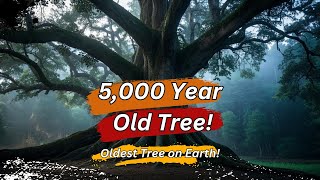 The World’s Oldest Trees: Nature’s Timeless Guardians