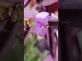 beautiful purple heart nature viral short