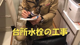 When the plumber came, it was a big deal.【Rescued cat Hana♂】