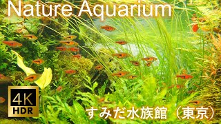 #14 【リラックス映像 4K Nature Aquarium】  🐠　熟睡、リラックス、癒し－20分－さわやかな癒し音楽とともに（すみだ水族館）