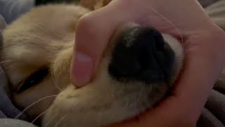 びすけ容疑者を甘噛み未遂で逮捕しました【ゴールデンレトリバー子犬】